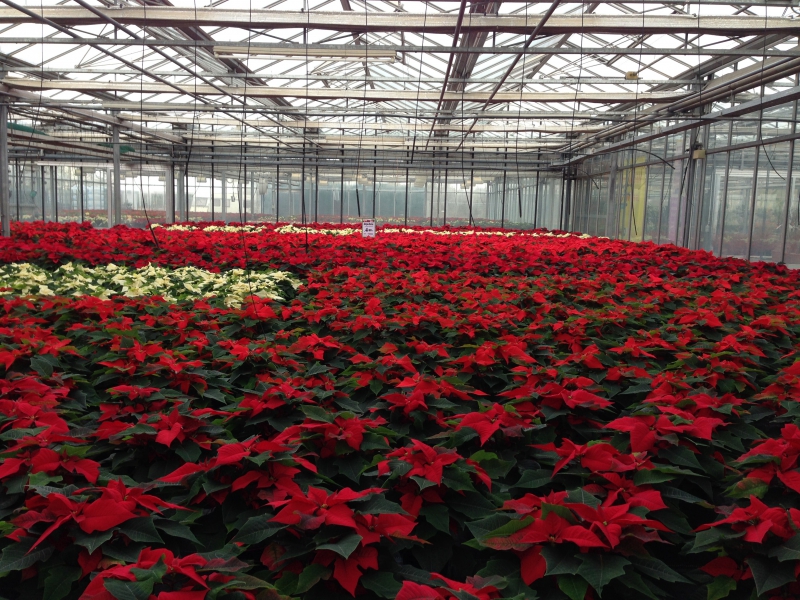 pepiniere-PEONE-min_poinsettia-210023